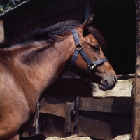 Picture of head and shoulders shot of caspian pony