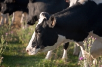 Picture of head and shoulders side view of well bred Holstein Heifer