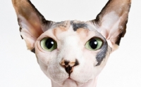 Picture of head of sphynx cat