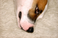 Picture of head of white Staffordshire Bull Terrier with brown patch around his right eye, lying on white rug