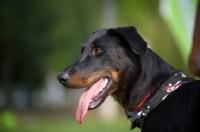 Picture of Head portrait of a Beauceron wearing a bandana