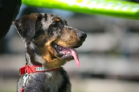 Picture of head portrait of a harlequin Beauceron puppy at five months of age