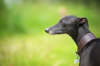 Picture of head profile of a black italian greyhound standing in a field