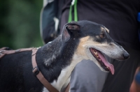 Picture of head profile shot of a polish sighthound