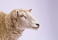 Picture of Head shot in studio of Cheviot cross sheep.