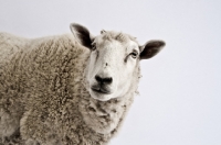 Picture of Head shot in studio of white Cheviot cross sheep