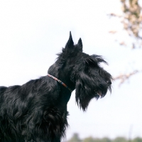 Picture of head shot looking up at scottish terrier