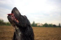 Picture of head shot of a black and white English Setter in a natural environment