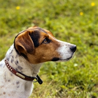 Picture of head shot of a jack russell terrier