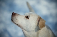 Picture of head shot of a labrador cross on a snow background