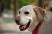 Picture of head shot of a yellow labrador retriever with a red bandana