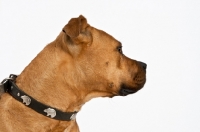 Picture of head shot of American Staffordshire Terrier with collar in studio looking to the side