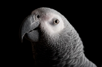 Picture of Head shot of an African Grey Parrot