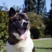 Picture of head shot of an akita