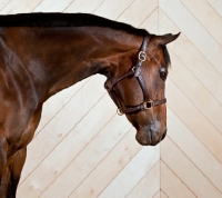 Picture of Head shot of Bay Quarter horse