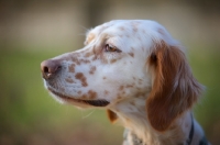 Picture of head shot of beautiful orange Belton Setter