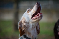 Picture of head shot of beautiful orange belton setter looking up towards owner