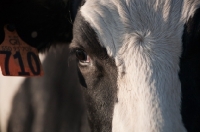 Picture of head shot of black and white Holstein heifer cow