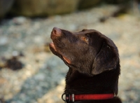 Picture of Head shot of Chocolate Lab.