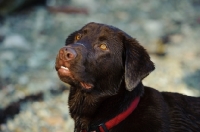 Picture of Head shot of Chocolate Lab.
