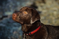 Picture of Head shot of Chocolate Lab.