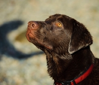 Picture of Head shot of Chocolate Lab.