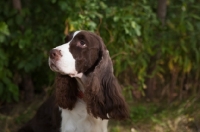 Picture of Head shot of English Springer Spaniel with greenery background