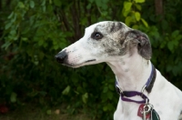 Picture of Head shot of gray and white Whippet with greenery background.