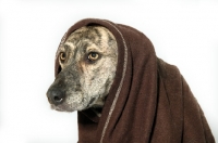 Picture of Head shot of Greyhound mix breed in studio, with blanket around her head