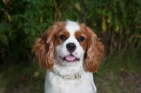 Picture of Head shot of happy Cavalier King Charles Spaniel with greenery background.