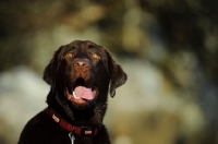 Picture of Head shot of lab with mouth open.