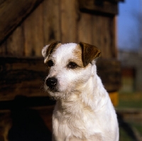 Picture of head shot of older parson russell terrier