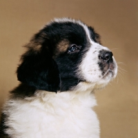 Picture of head shot of saint bernard puppy