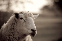 Picture of Head shot of sheep in pasture.