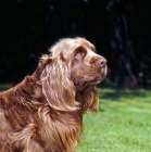 Picture of head shot of sussex spaniel