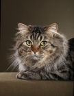 Picture of Head study, adult American Bobtail (Closeup of head and paw)