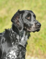 Picture of head study large munsterlander