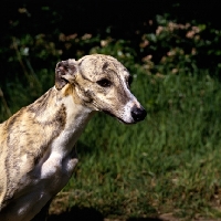 Picture of head study of a beautiful whippet 