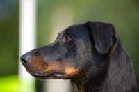 Picture of Head study of a black and tan Beauceron, long ears
