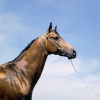 Picture of head study of akhal teke with decorated bridle in russia