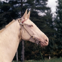 Picture of head study of albino akhal teke