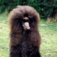 Picture of head study of brown standard poodle with owner posing him