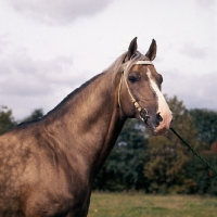 Picture of head study of dapple akhal teke horse