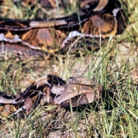 Picture of head study of gaboon viper  posed by c j p ionides in tanzania