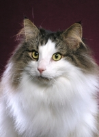 Picture of head study of Norwegian Forest cat