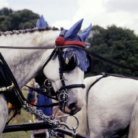 Picture of head study of one of the queen's horses with decorated ear caps at cirencester park,  carriage driving '75