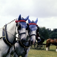Picture of head study of two of the queen's horses Cirencester park 75
 carriage driving 