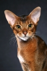 Picture of Head study of young Ruddy Abyssinian male against black.  International Winner.