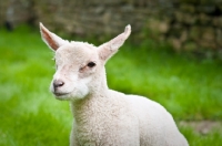 Picture of Headshot of a lamb.
