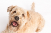 Picture of Headshot of a wheaten terrier, looking up at the camera.